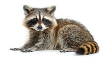 a raccoon sitting on the floor