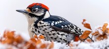 a bird with red head and black and white spots