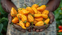 a person holding a basket of yellow peppers