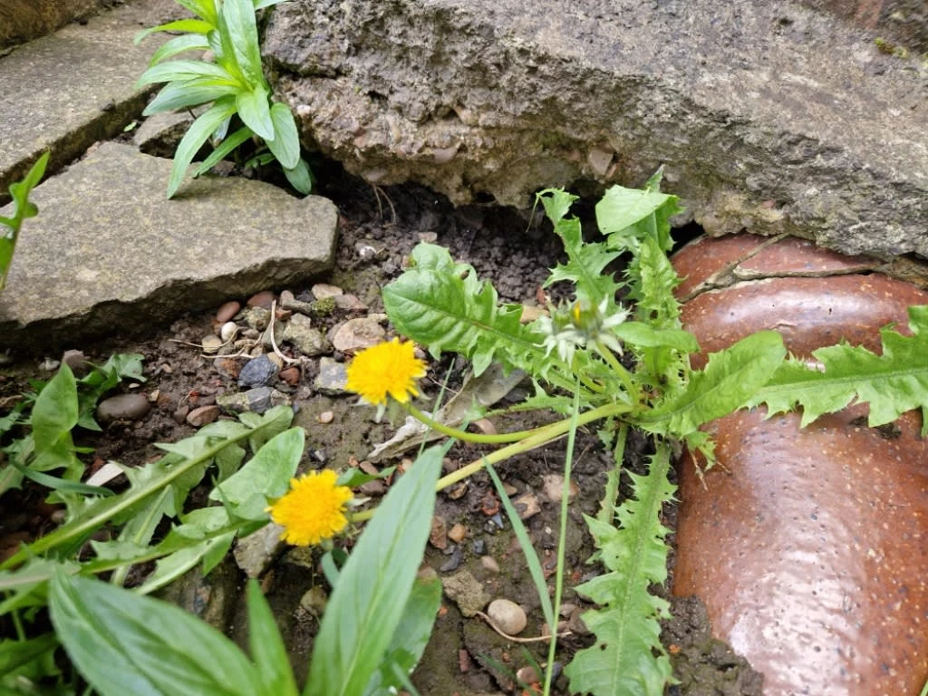 a plant growing in the dirt