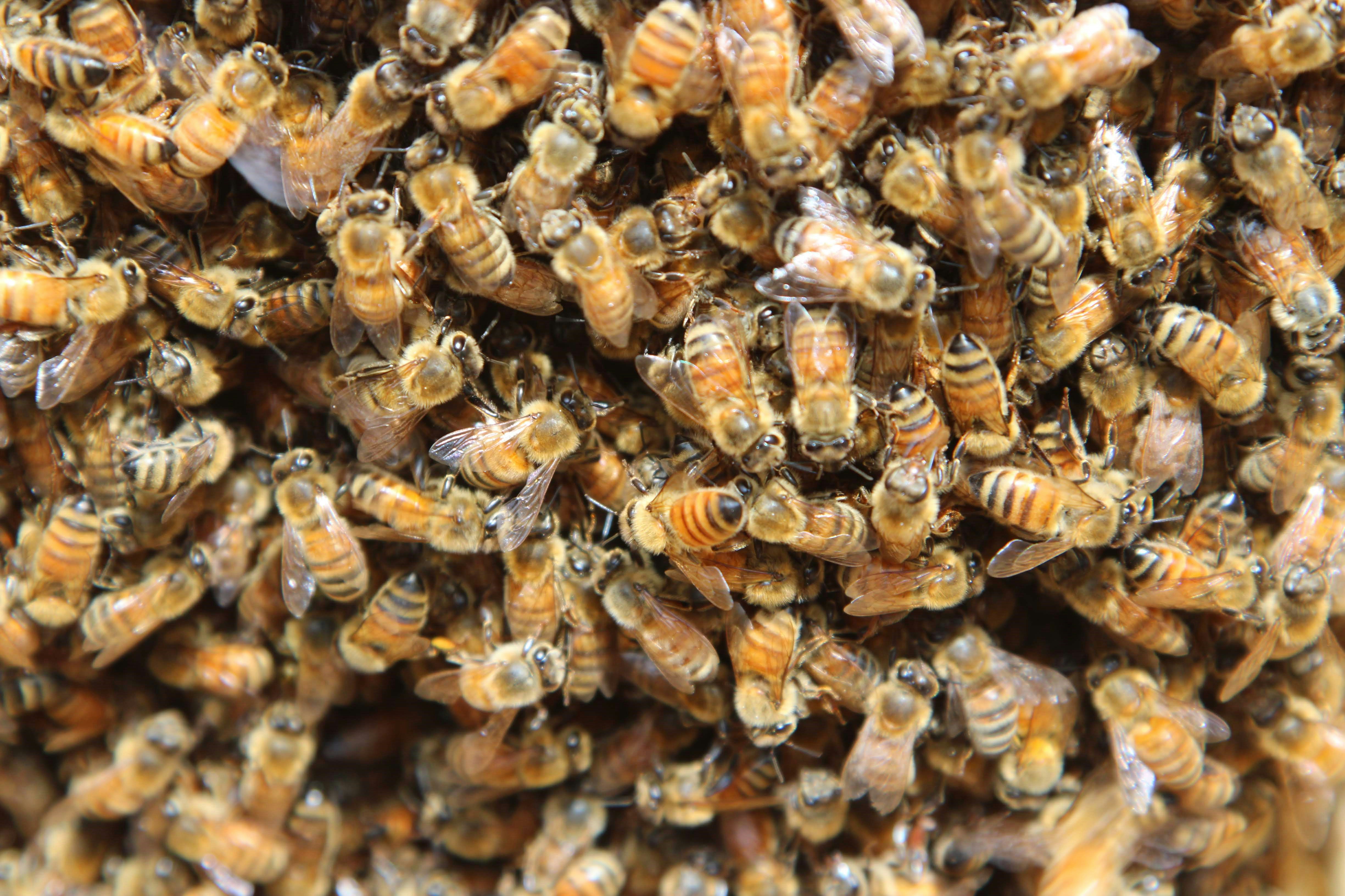 a group of bees on a pile