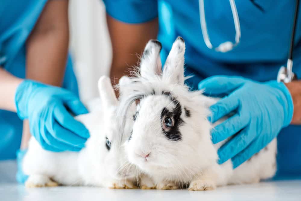 a person in blue gloves touching a rabbit