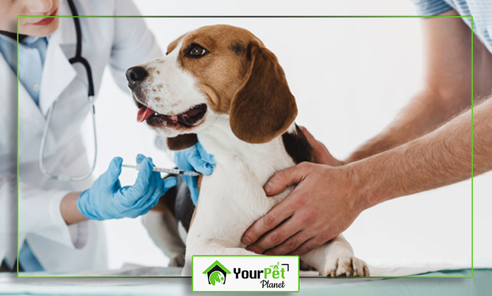 a person in gloves giving a dog a vaccine