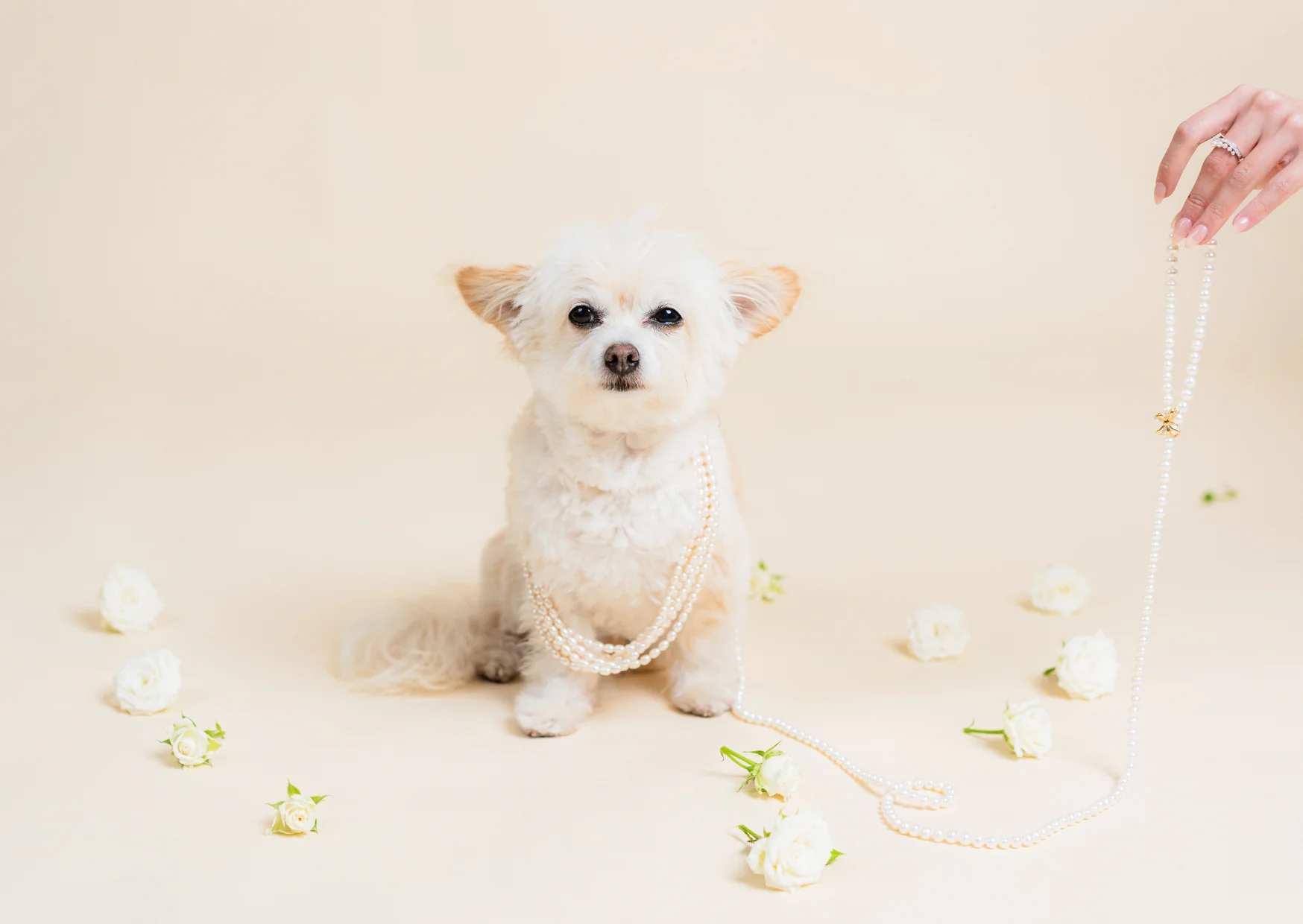 a dog with a pearl necklace