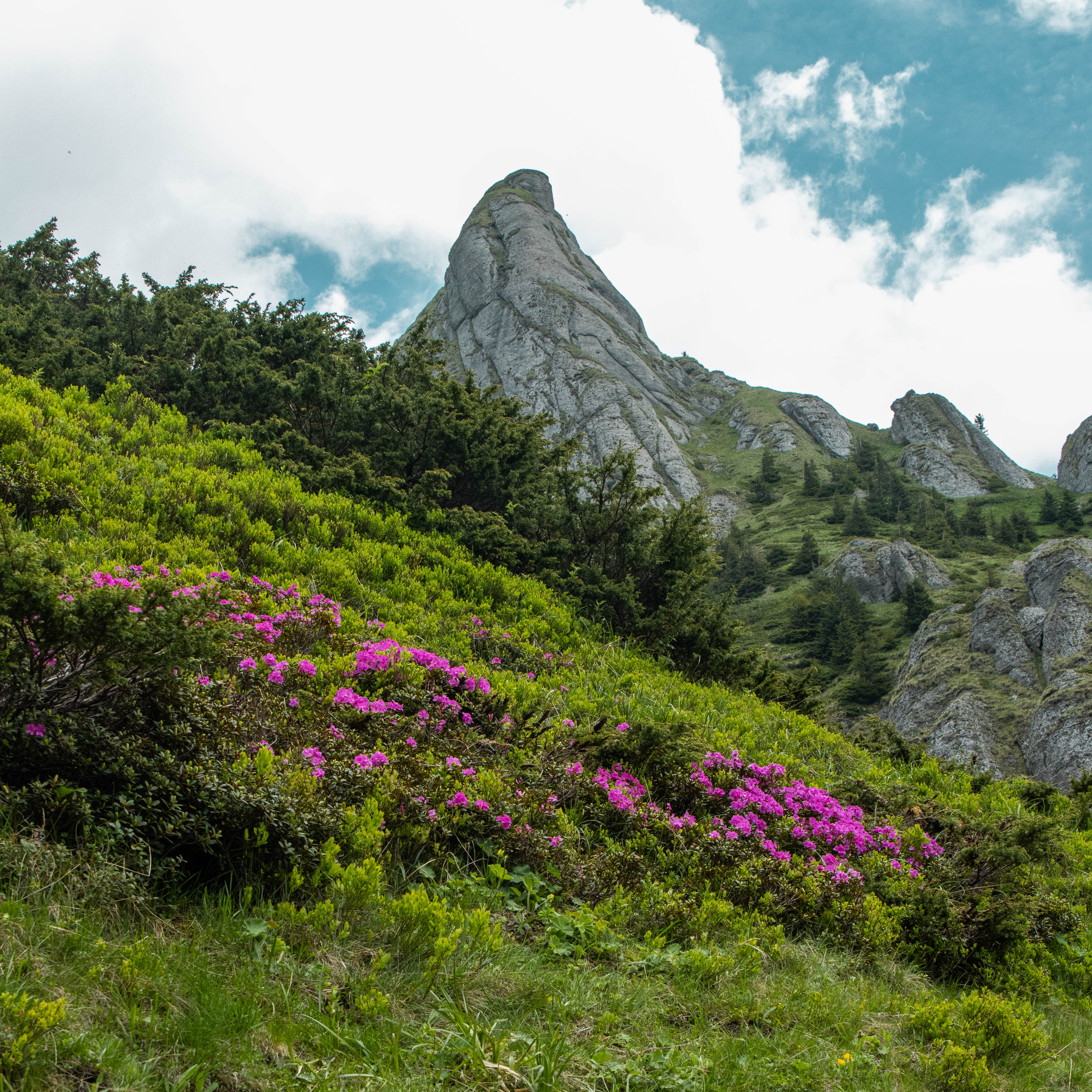 a green hill with pink flowers and rocky mountains