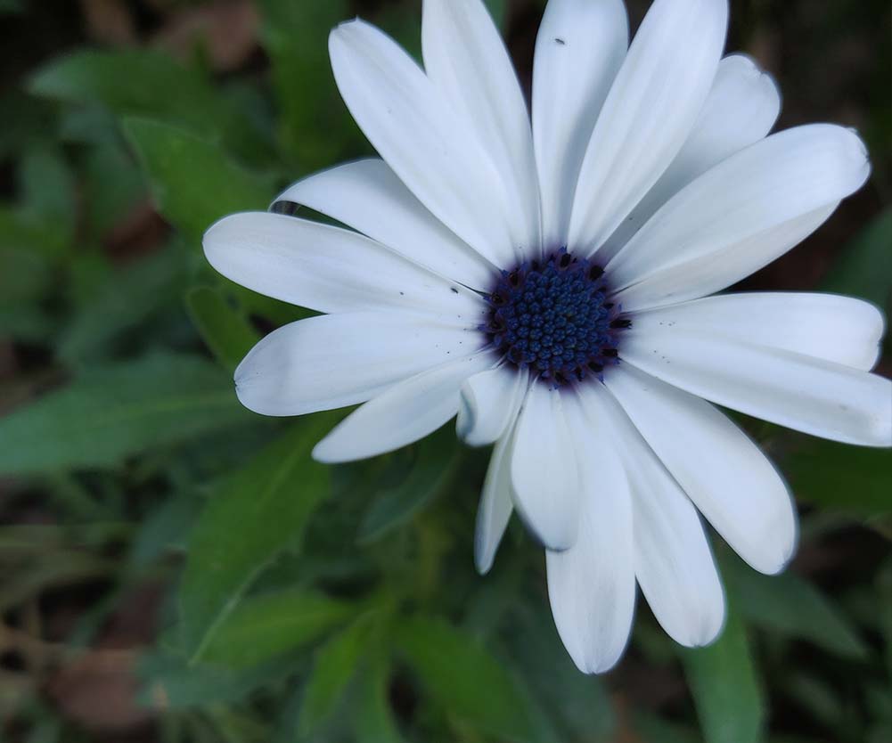 a white flower with blue center