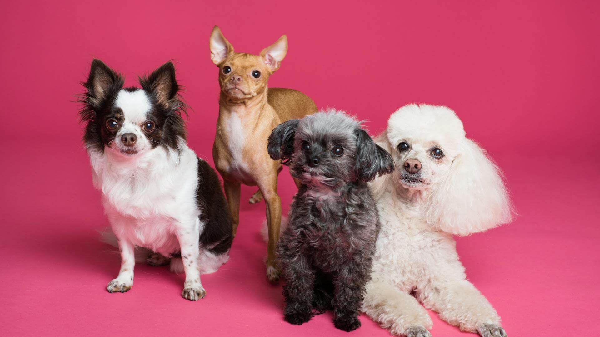 a group of dogs sitting on a pink surface