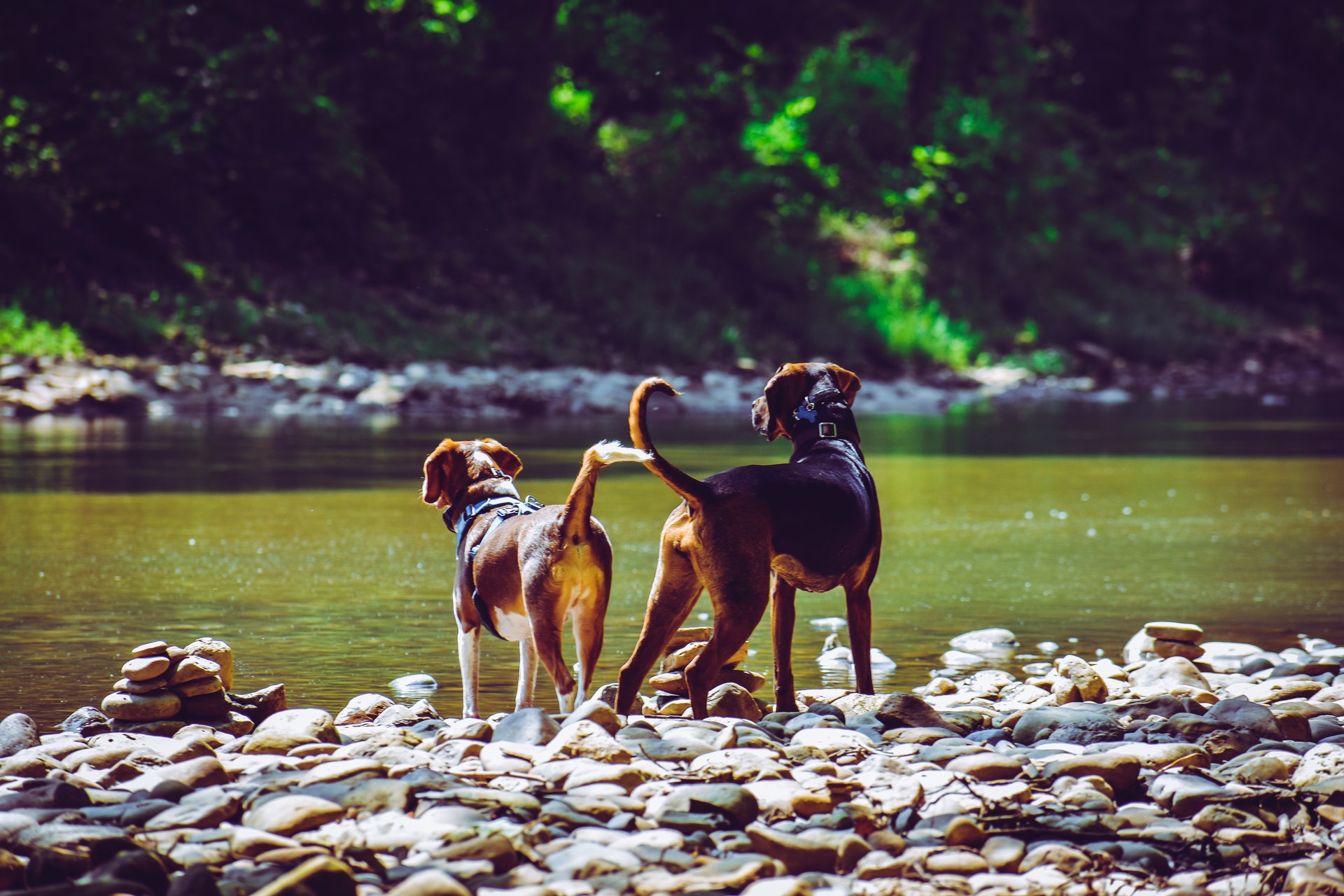 two dogs standing on a rocky shore