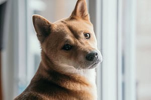 a dog looking out a window