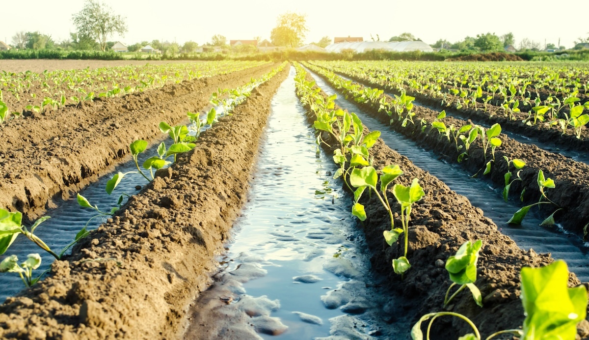 rows of plants growing in dirt