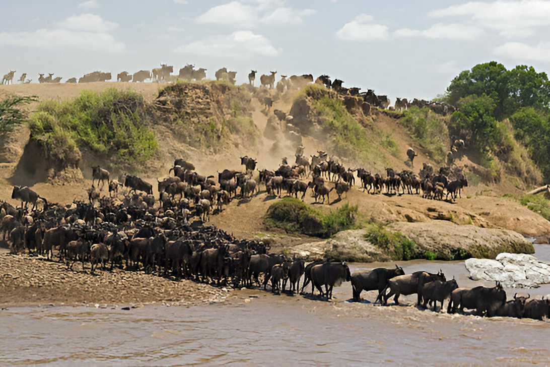 a herd of wildebeest crossing a river