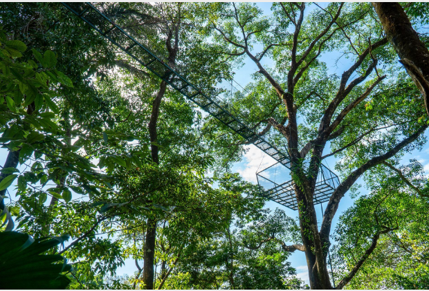 a tree with a ladder and a bridge