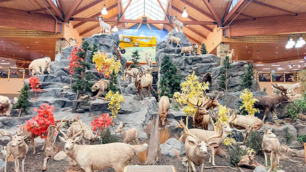 a display of animals in a building