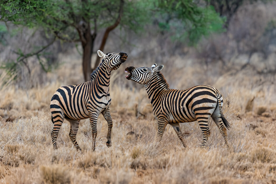 two zebras fighting in a field