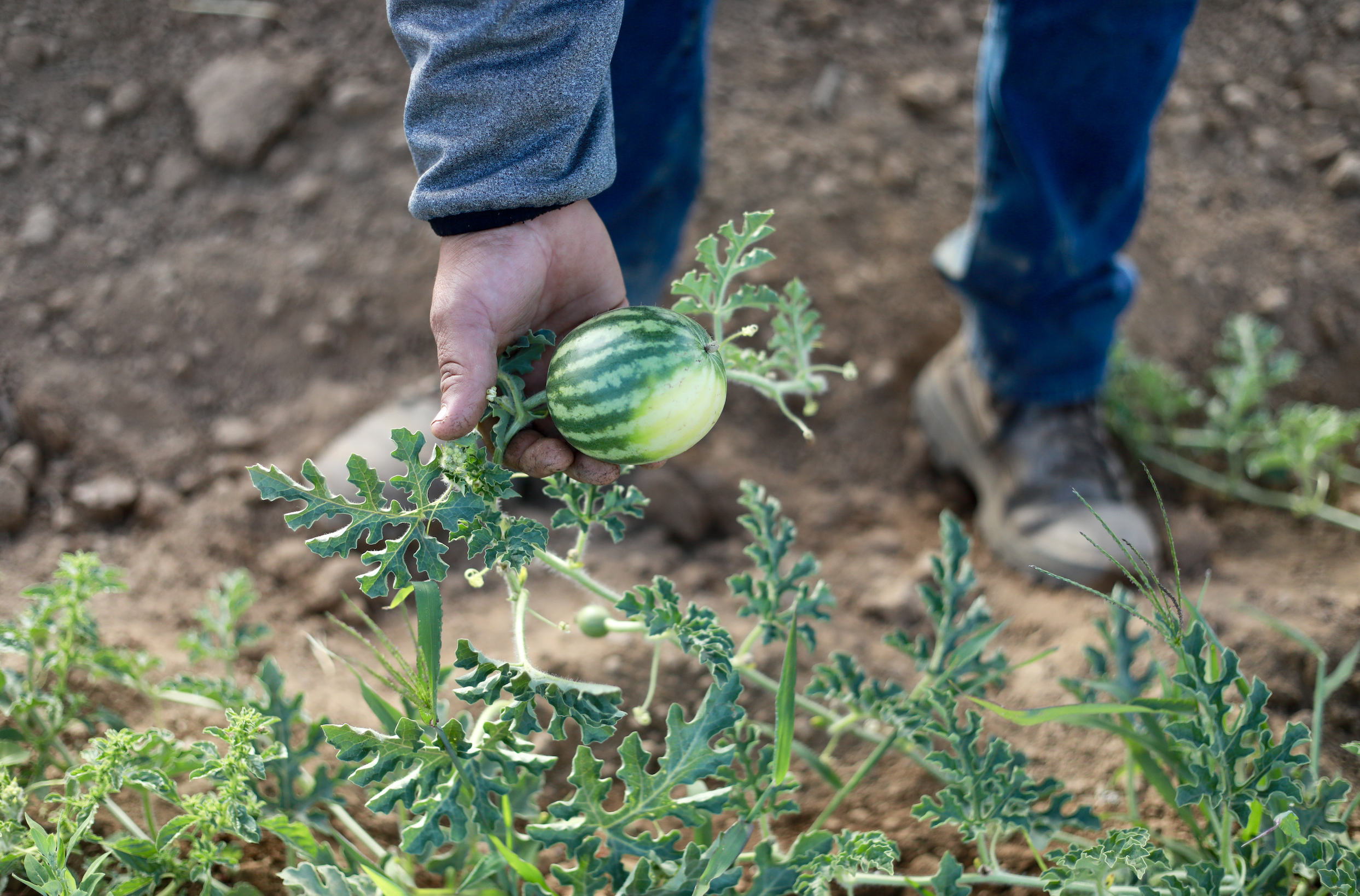 a person holding a watermelon