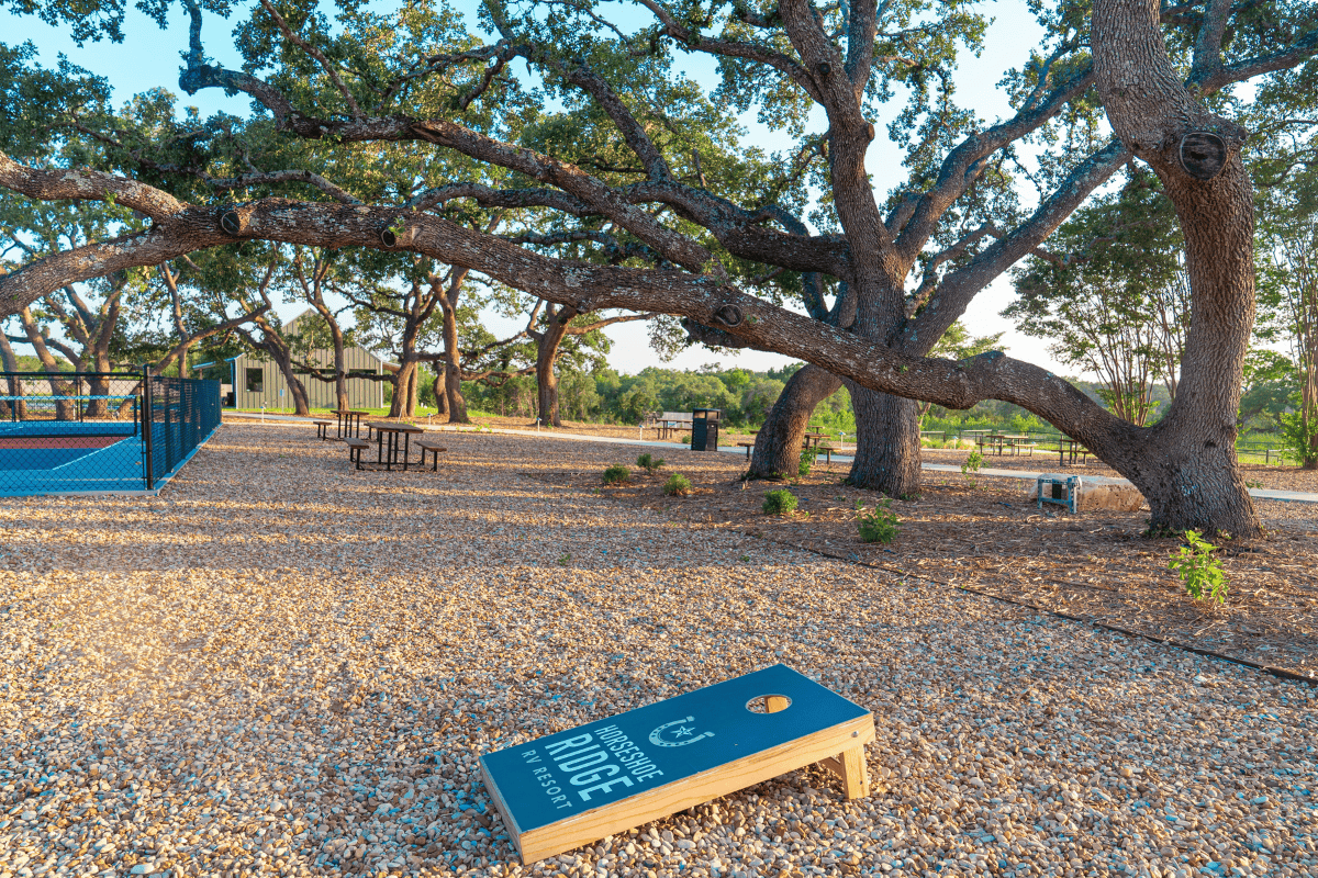 a blue board on gravel next to a large tree
