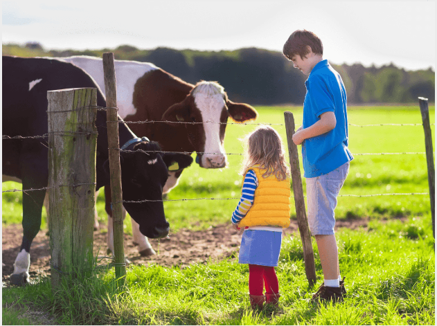 a boy and girl looking at a cow