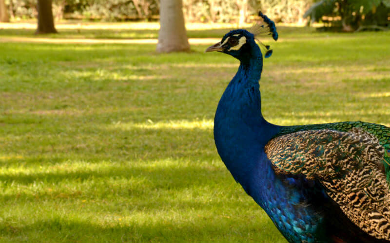 a peacock standing on grass