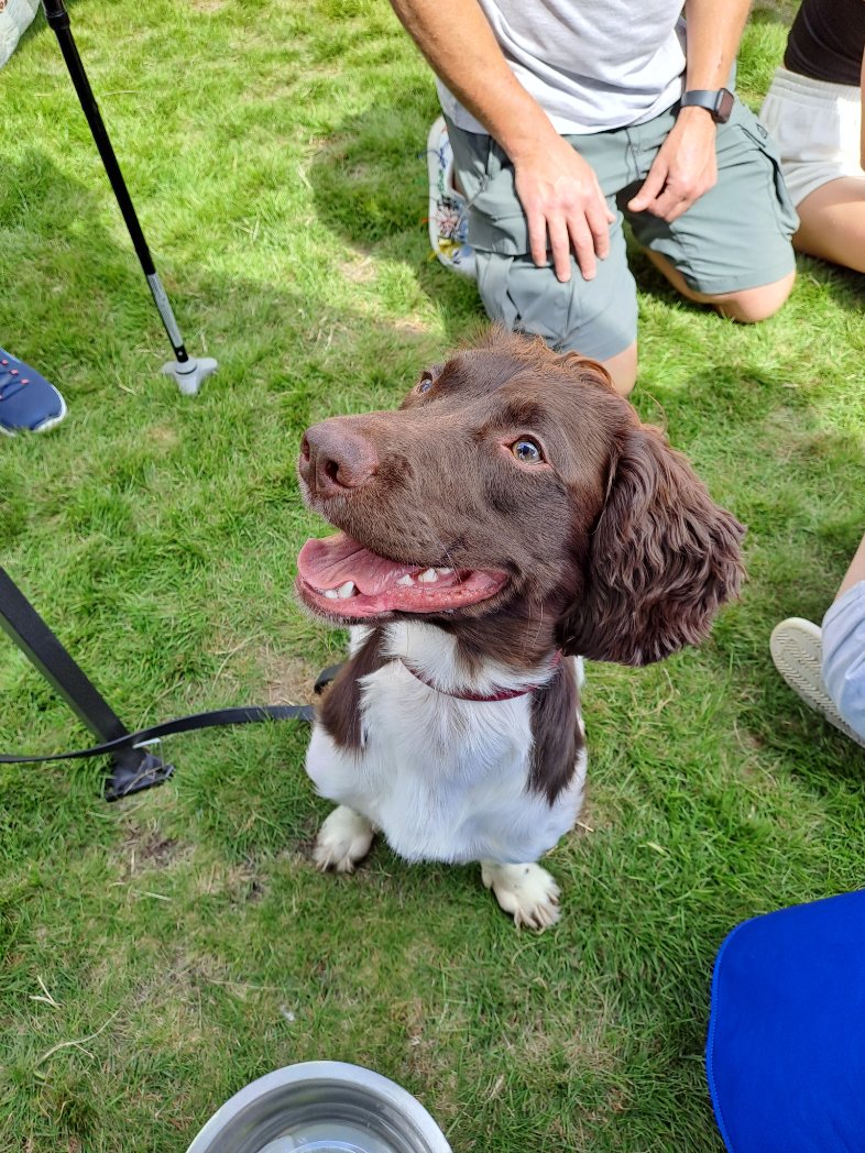 a dog sitting on grass with a person in the background