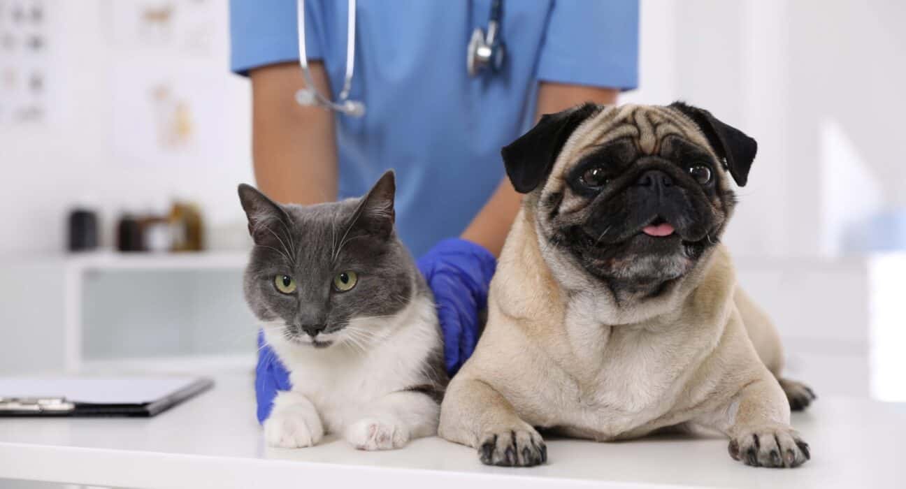 a dog and cat sitting next to a person