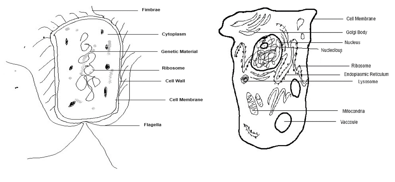 a diagram of a cell