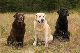 a group of dogs sitting in a field
