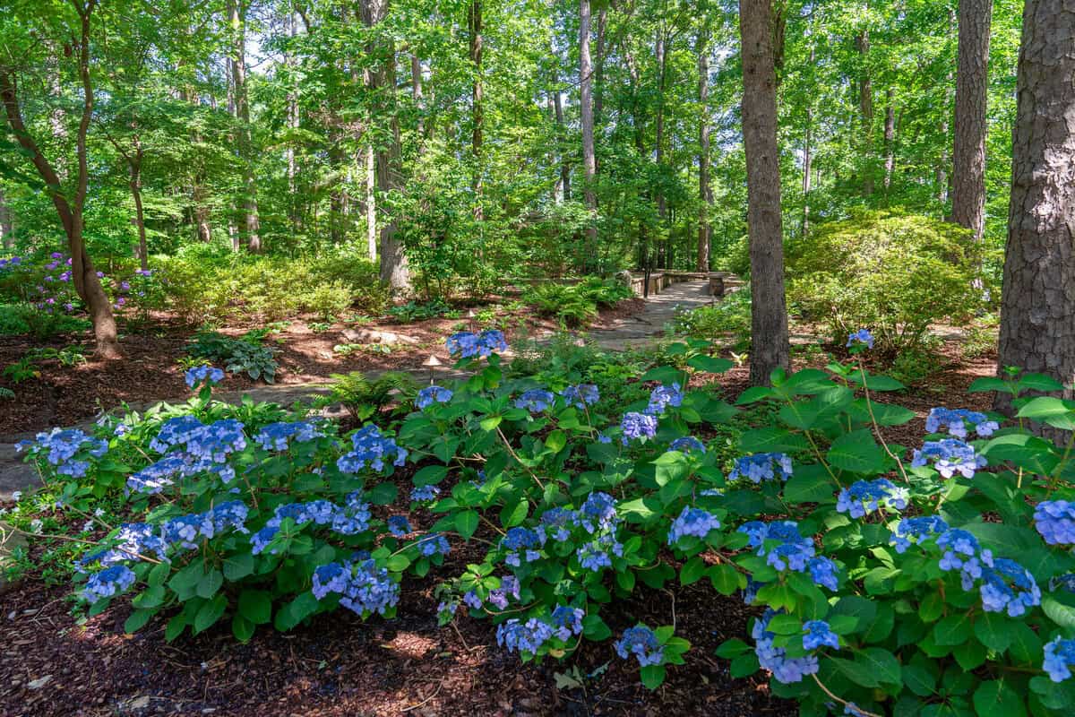 a group of blue flowers in a forest