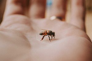 a bee on a hand