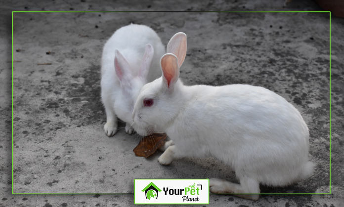 two white rabbits on a concrete surface