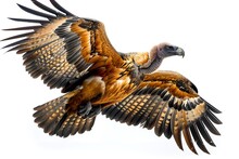 a bird flying with wings spread