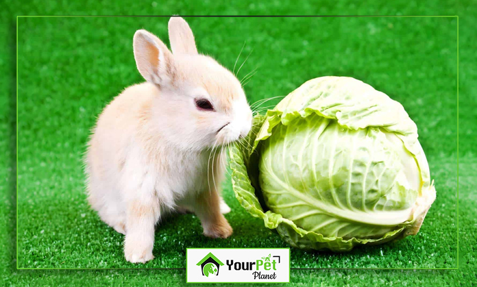 a rabbit next to a cabbage