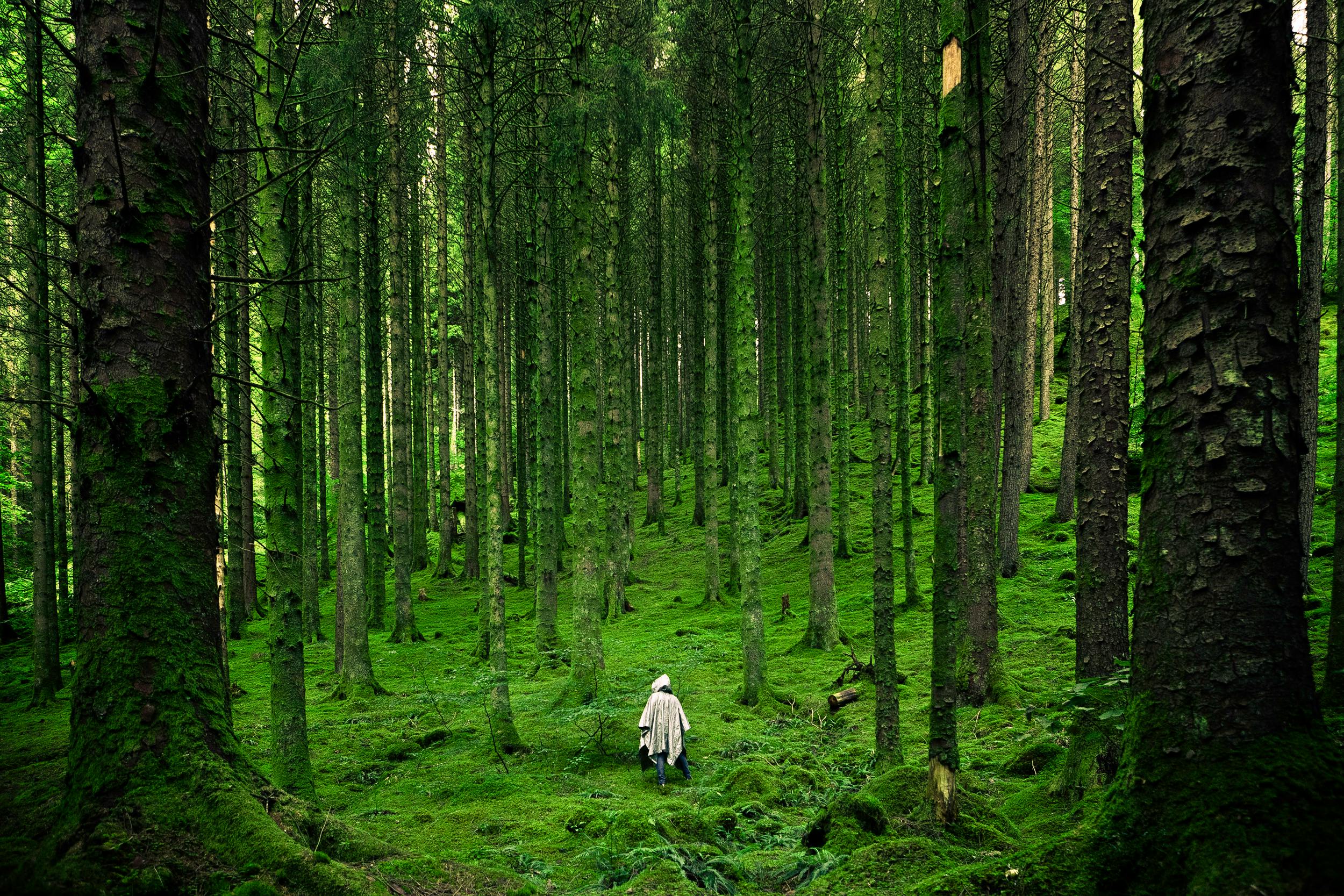 a person walking through a forest