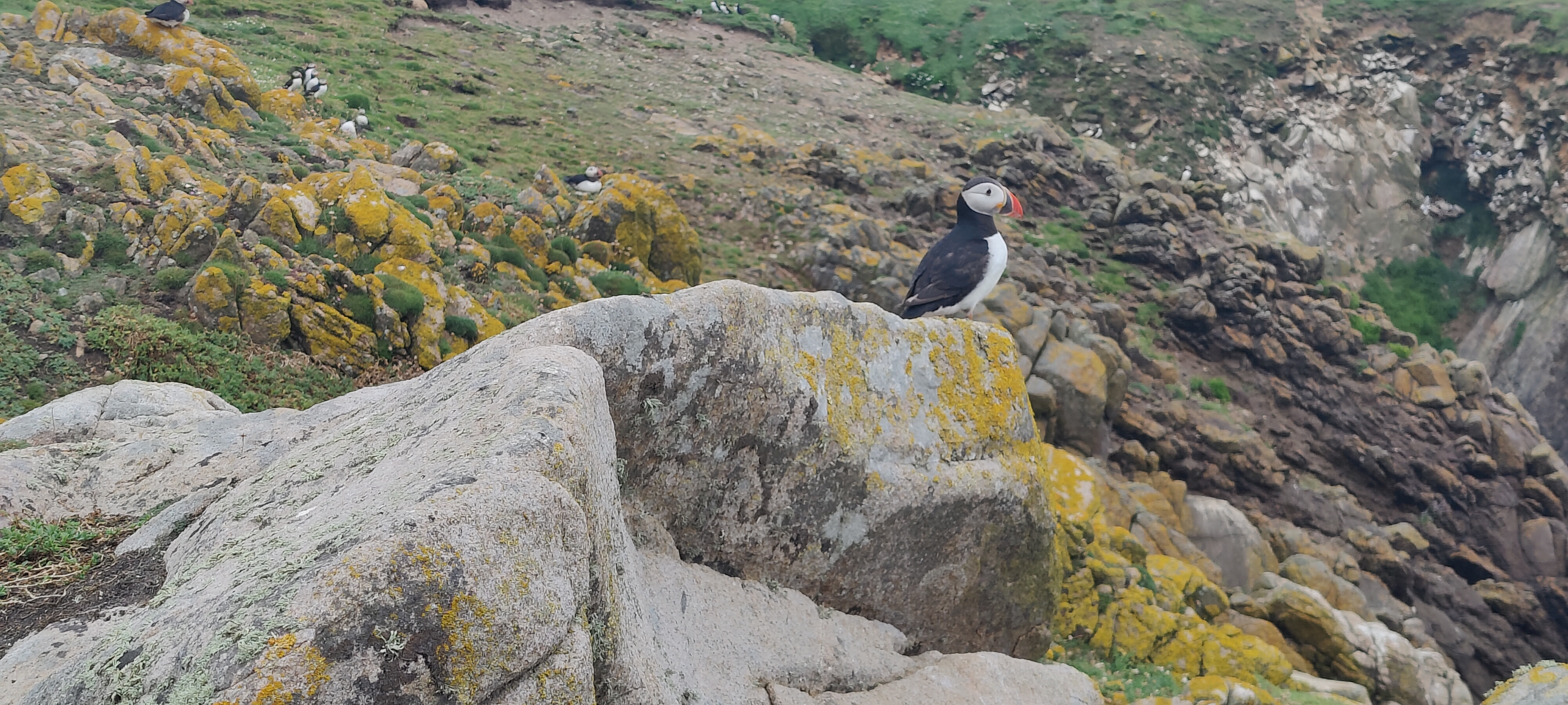 a puffin on a rock