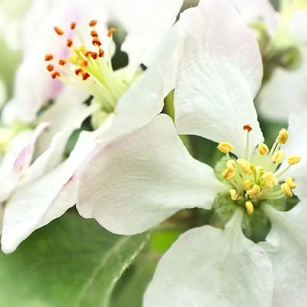 a close up of a white flower