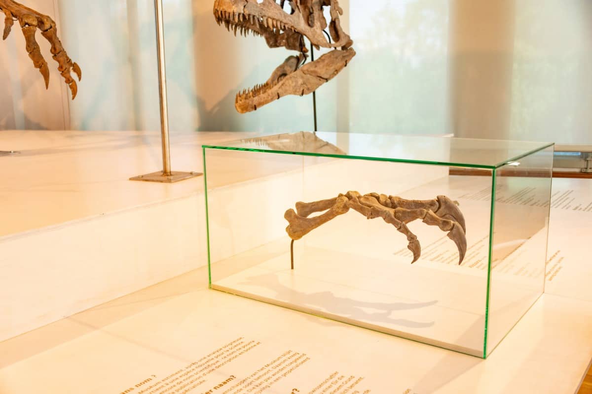a dinosaur skeleton in a glass case