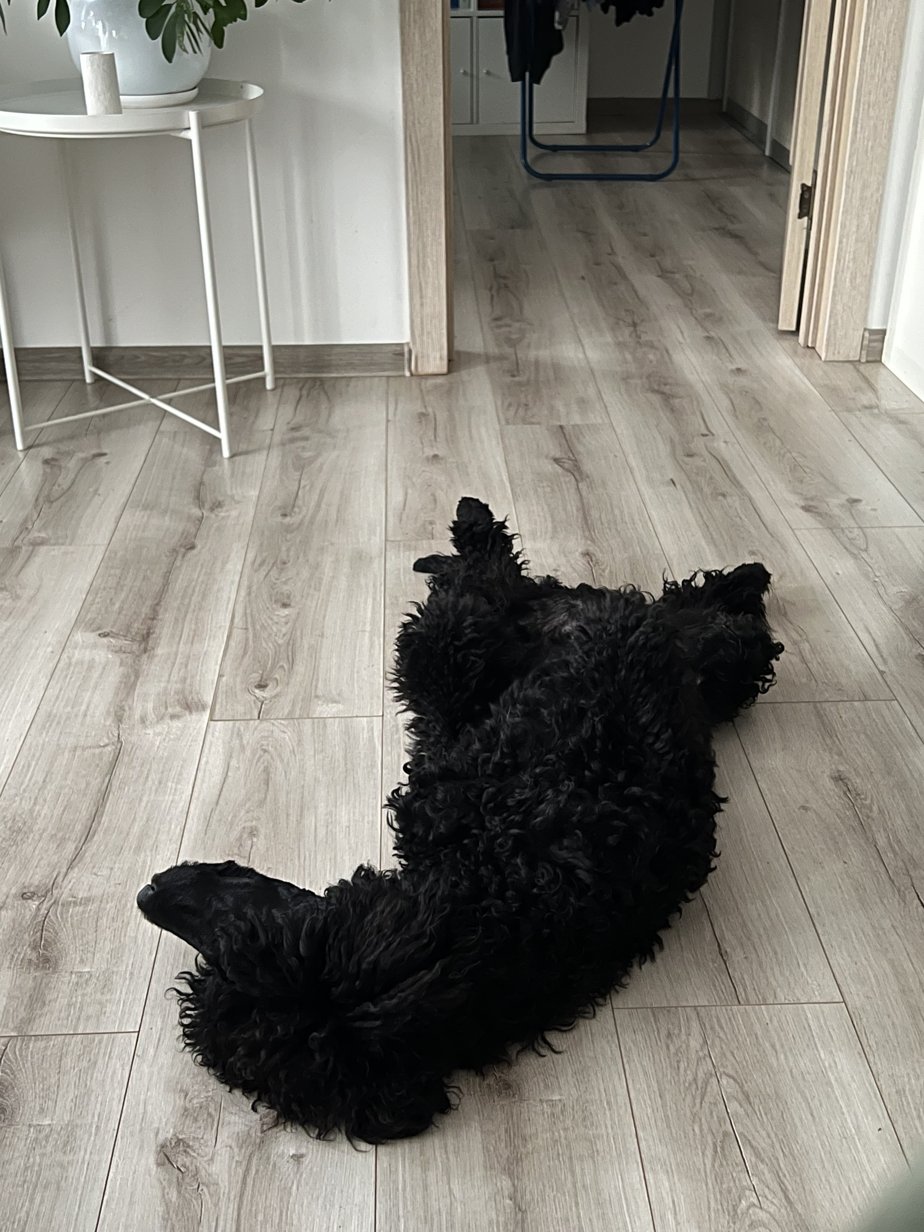 a black dog lying on its back on a wood floor