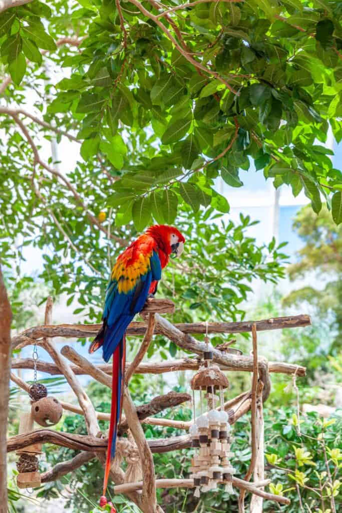 a parrot sitting on a branch