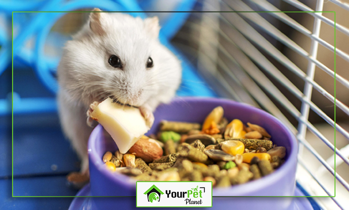 a white rodent eating food from a bowl