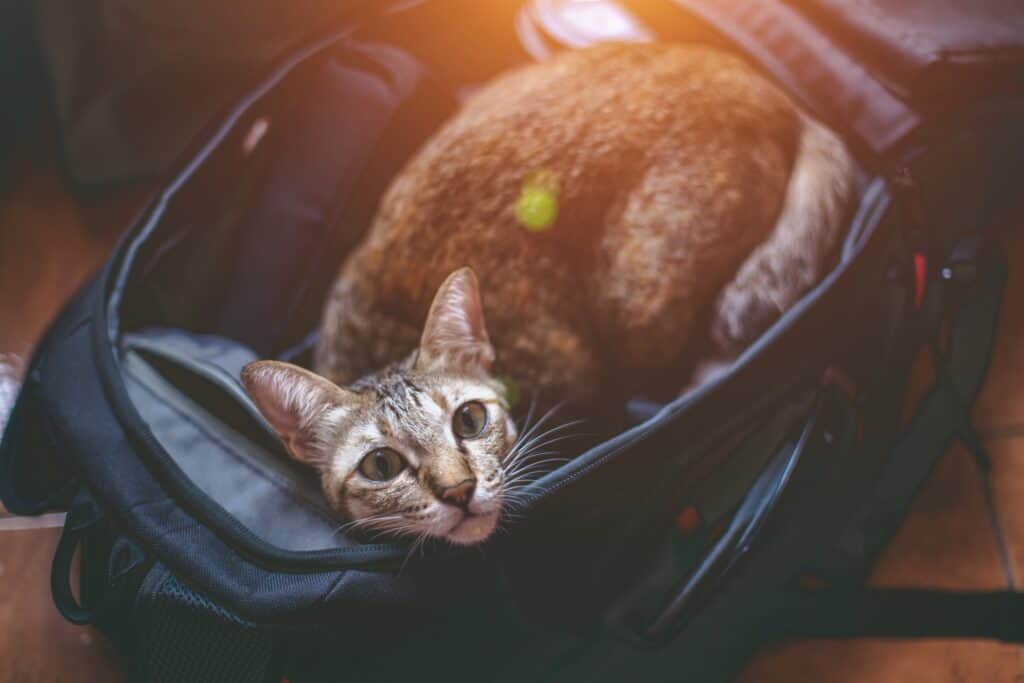 a cat lying in a bag