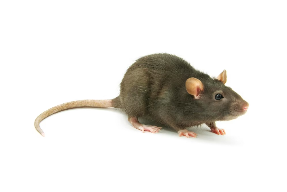 a close up of a rat
