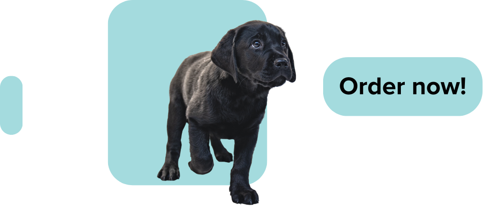 a black puppy standing on a blue background