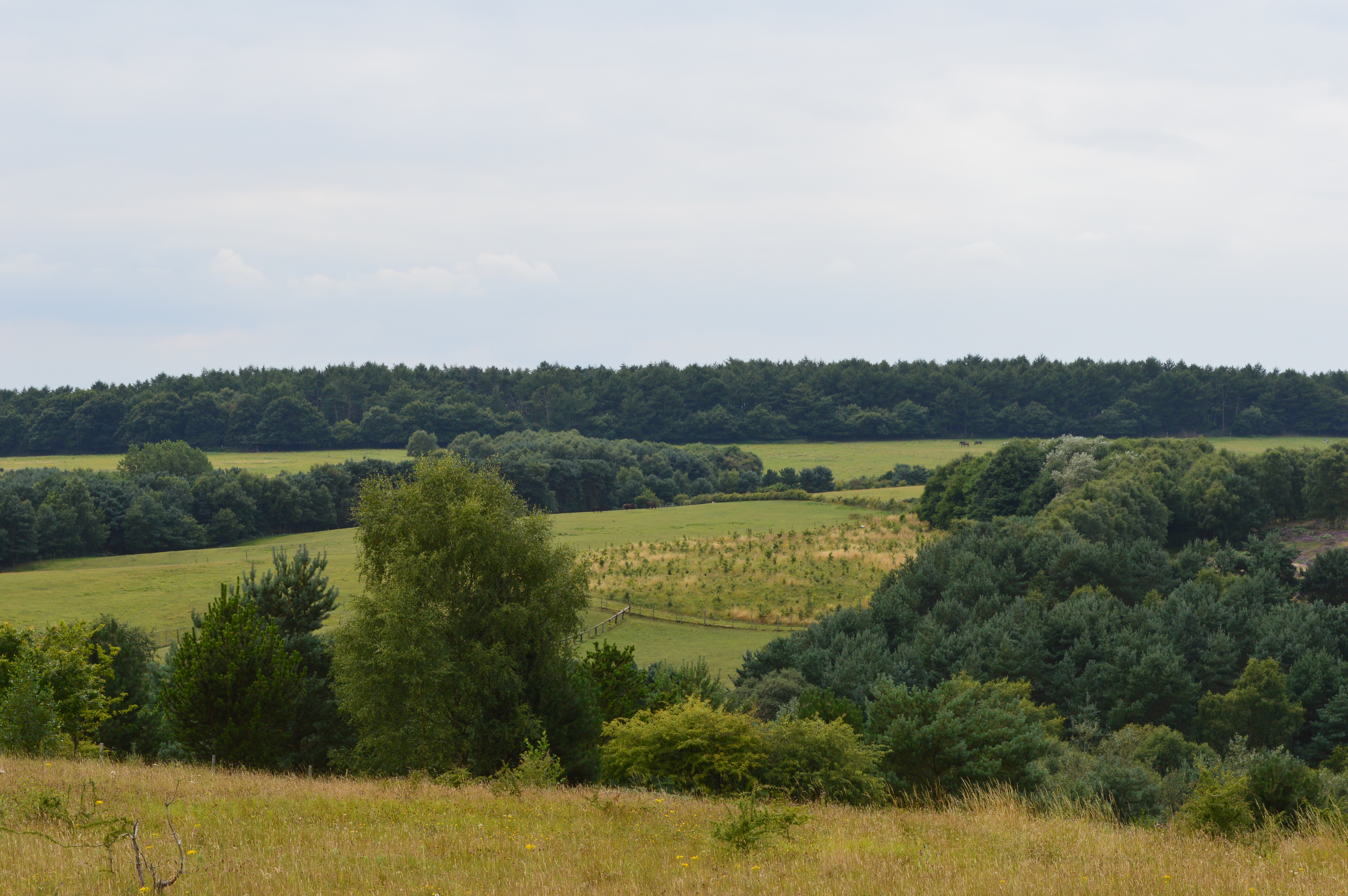 a field with trees and a forest in the background