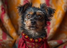 a dog wearing a red sweater