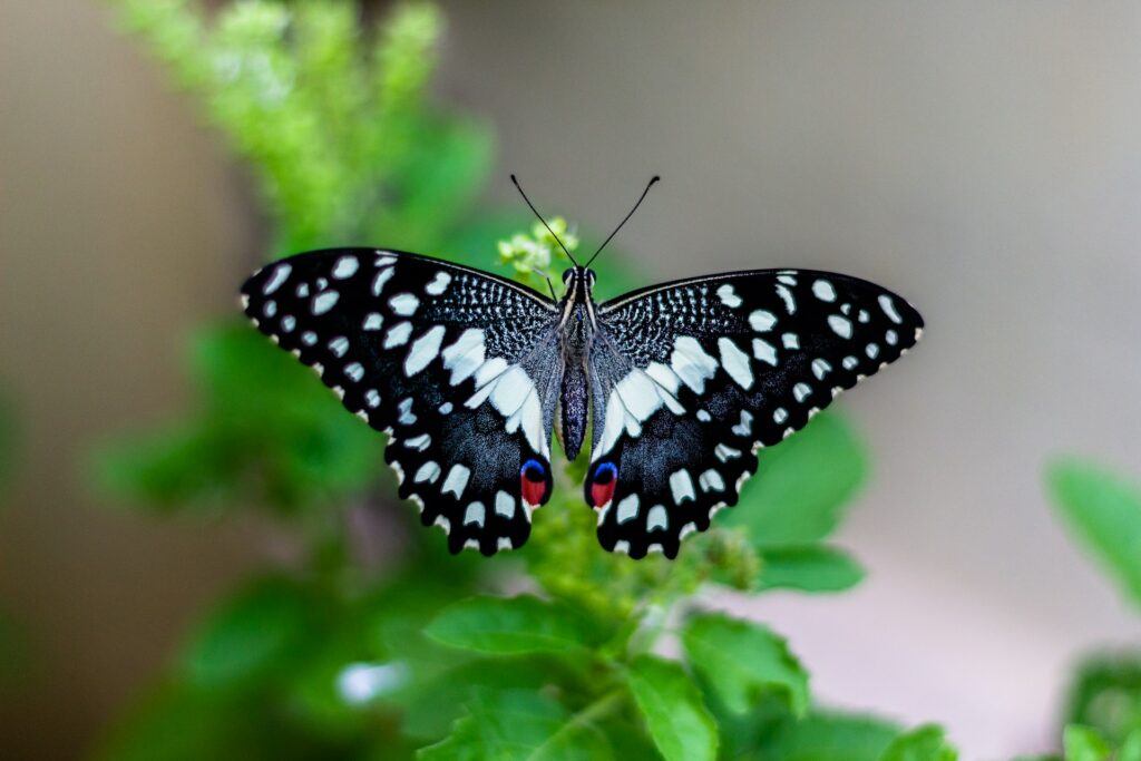 a butterfly on a plant