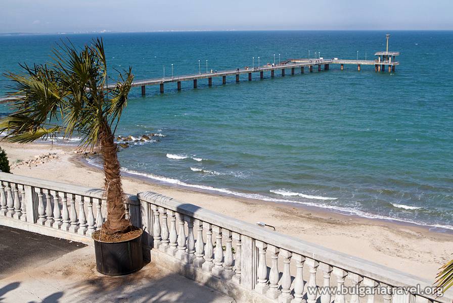 a palm tree on a balcony overlooking a beach