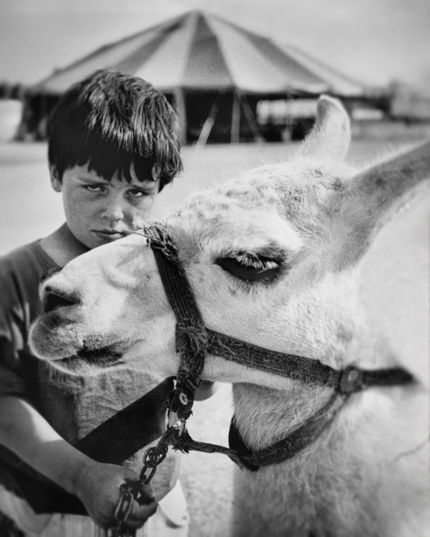 a boy with a llama