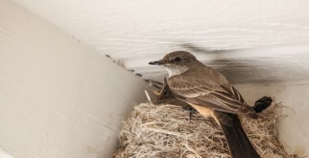 a bird on a nest