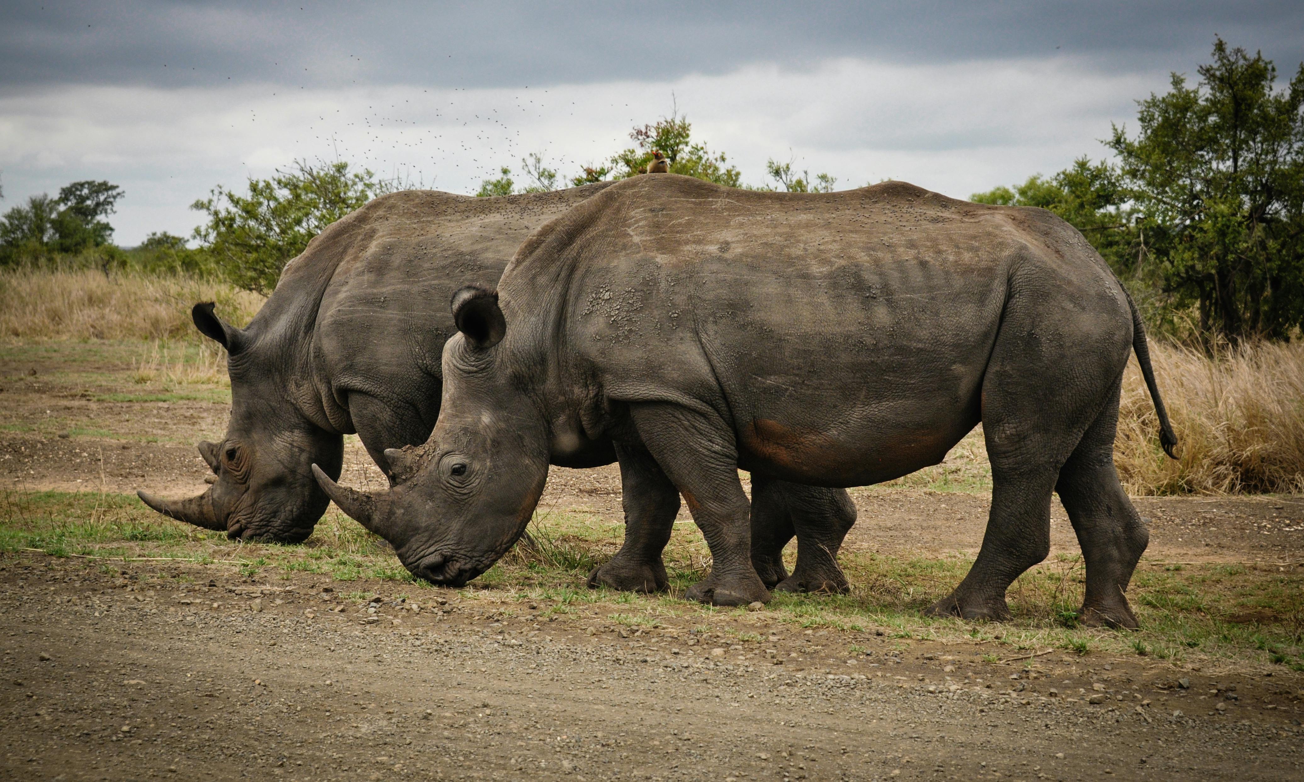 two rhinos grazing on a dirt road