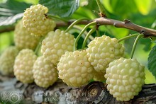 a group of white berries on a branch