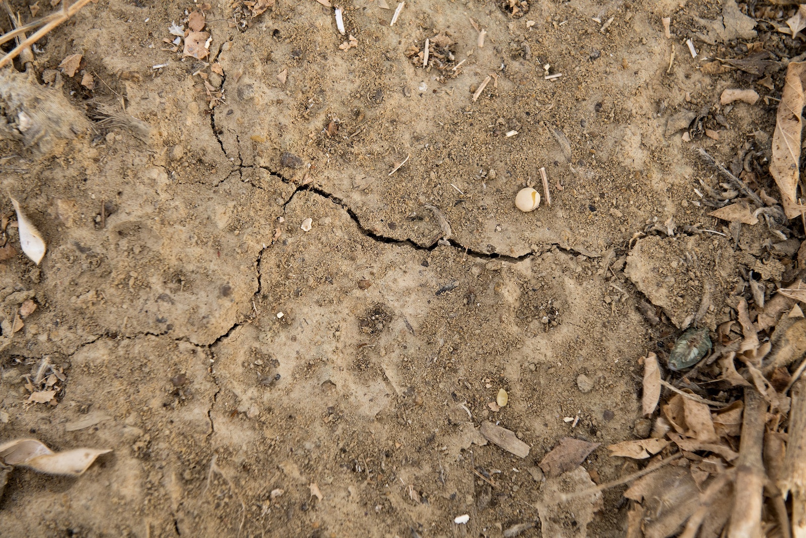 a crack in the ground